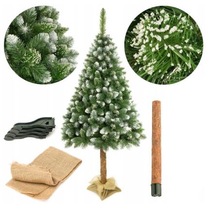 Árvore de Natal sobre um tronco 220 cm pinheiro