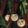 Corrente decorativa exterior LED 20xLED/12,6m IP44 branco quente