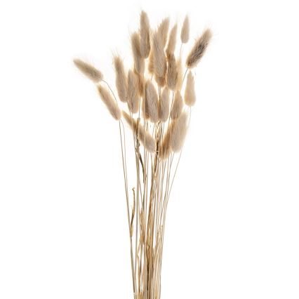 Eglo - Flor seca 60 cm bege