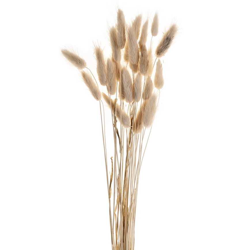 Eglo - Flor seca 60 cm bege