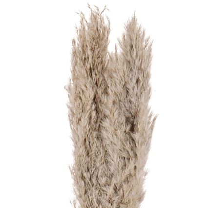 Eglo - Flor seca 55 cm bege