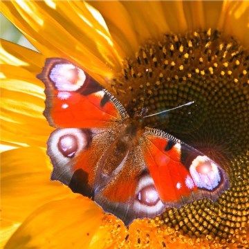 Eglo 75037 - Imagem decorativa LED BORBOLETA 4xLED/0,02W