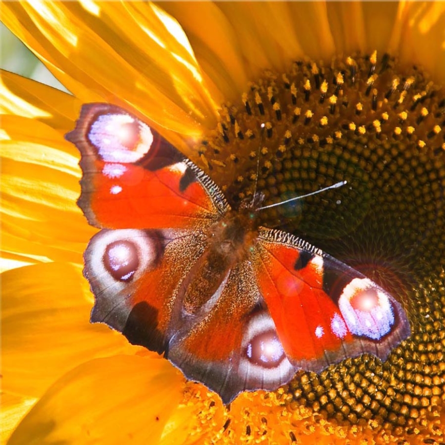 Eglo 75037 - Imagem decorativa LED BORBOLETA 4xLED/0,02W