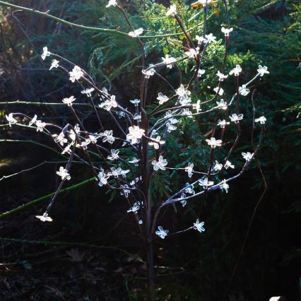 Iluminação solar LED RGBW TREE LED/0,1W/1,2V 600 mAh IP44 castanho