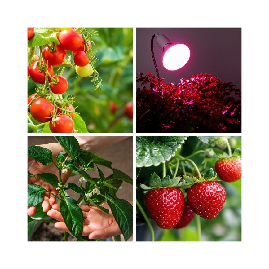 Lâmpada de mesa flexível com clipe para cultivo de plantas PLANTY 1xE27/30W/230V branca