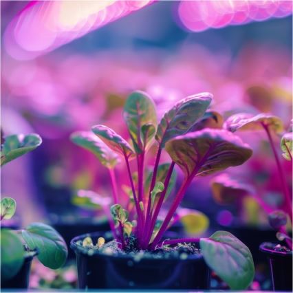 Lâmpada de mesa flexível com clipe para cultivo de plantas PLANTY 1xE27/30W/230V preta