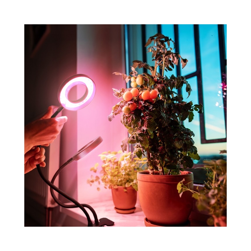 Lâmpada de mesa flexível LED dimmerizável com clipe para cultivo de plantas VITARO 2xLED/4W/230V preta