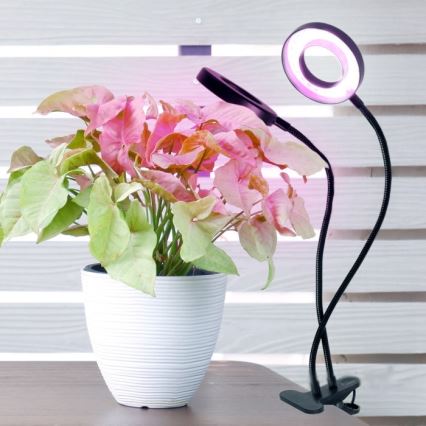 Lâmpada de mesa flexível LED dimmerizável com clipe para cultivo de plantas VITARO 2xLED/4W/230V preta