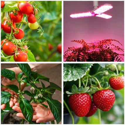 Lâmpada LED para crescimento de plantas PLANTY E27/24W/230V 1200K