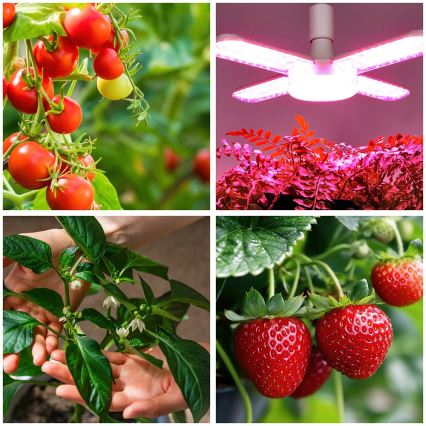 Lâmpada LED para crescimento de plantas PLANTY E27/40W/230V 1200K