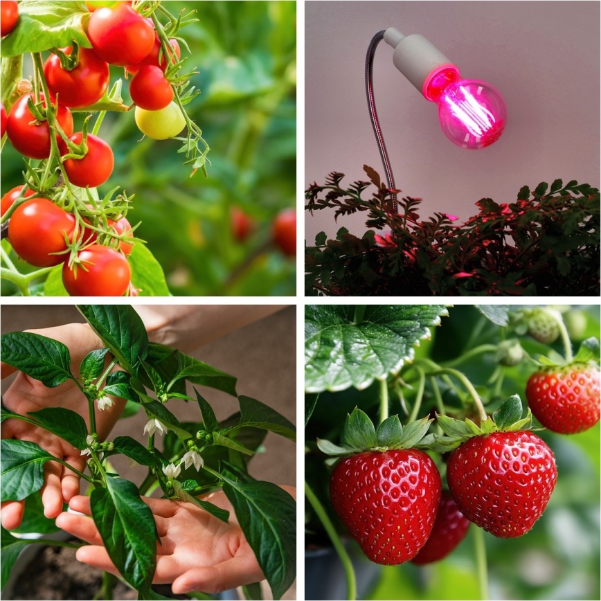 Lâmpada LED para crescimento de plantas VITABLOOM E27/8W/230V 1200K - Brilagi