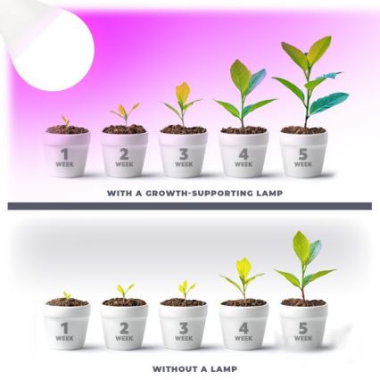 Lâmpada LED para crescimento de plantas PLANTY E27/11W/230V 1200K branca