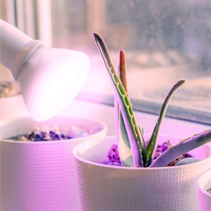 Lâmpada LED para crescimento de plantas PLANTY E27/7W/230V 1200K branca