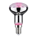 LED Lâmpada para crescimento de plantas GROW VERDE R50 E14/4W/230V - Paulmann 28734