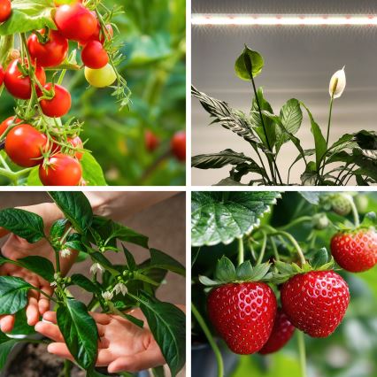 Luminária LED para cultivo de plantas GROWLY LED/15W/230V