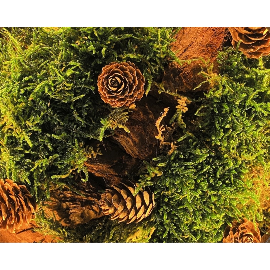 Li-Go 23654 - Decoração de mesa LED dimerizável LED/12W/230V 20x22 cm nogueira/Musgo