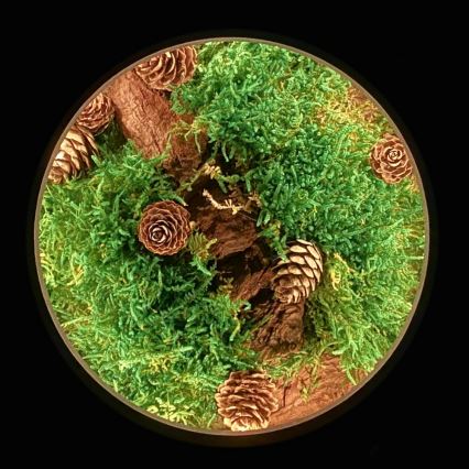 Li-Go 23654 - Decoração de mesa LED dimerizável LED/12W/230V 20x22 cm nogueira/Musgo