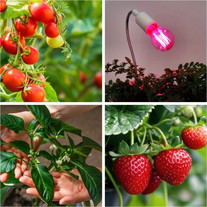 Luz LED para crescimento de plantas PLANTY E27/8W/230V 1200K