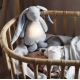 Moonie - Um coelho amigo aconchegante com melodia e iluminação
