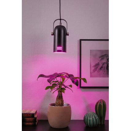 Paulmann 79766 - 1xE27/15W Lustre suspenso por cabo LAVEA 230V preto