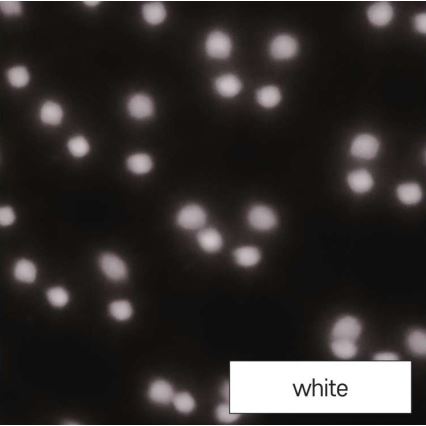 Projetor exterior de Natal LED LED/4W/230V IP44 branco