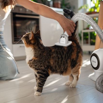 TESLA Electronics PetCare - Kit de limpeza para animais de estimação 300W/230V