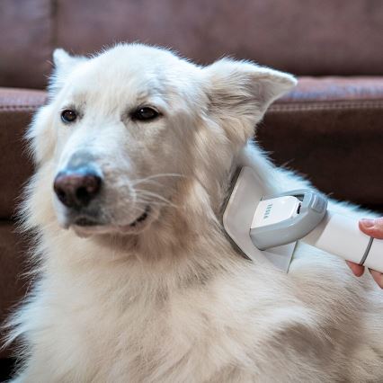 TESLA Electronics PetCare - Kit de limpeza para animais de estimação 300W/230V