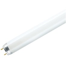 Tubo fluorescente T8 G13/36W/230V 6500K 120 cm